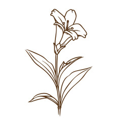 Chiltern gentian flower outline vector