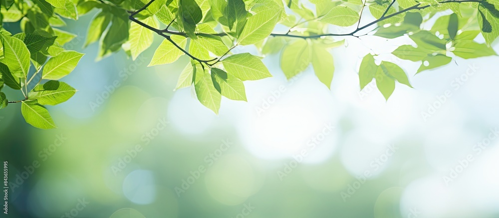 Poster the alluring scenery of vibrant green leaves stands out against the blurred greenery sky backdrop in