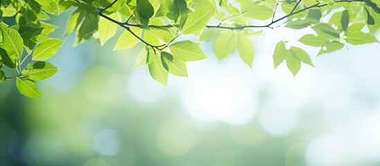 Obraz premium The alluring scenery of vibrant green leaves stands out against the blurred greenery sky backdrop in a public garden park creating a captivating landscape display suitable for wallpapers and backdrop
