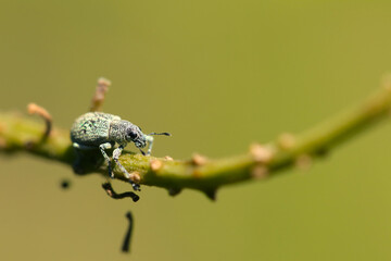 シャイなコフキゾウムシが蔦を這う（自然光＋ストロボ、マクロ接写撮影）