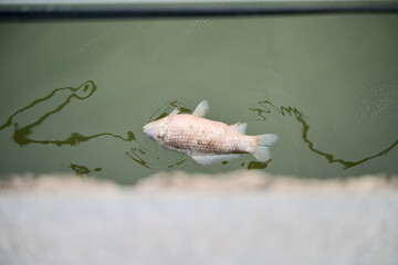 dead fish reflection in water