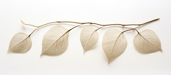 Dioscorea opposita on white background. copy space available