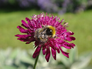 Early bumble bee (Bombus pratorum), male feeding on a bright pink Macedonian scabious flower 