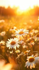 Captivating Sunset Over Daisy Field in Radiant Bloom