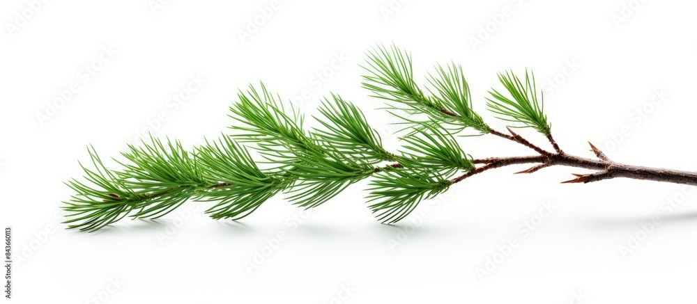 Aufkleber pine branch isolated on white background. copy space available