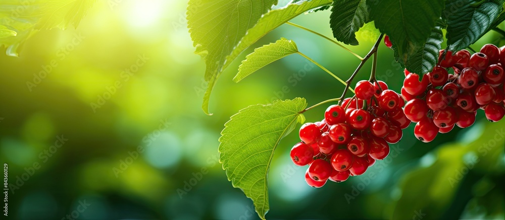Poster a copy space image featuring curry berries a type of fruit with a vibrant green leafy background