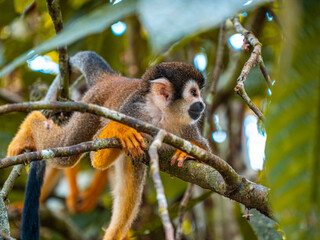 Obraz premium Monkey in Amazon rainforest, Colombia