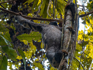 Sloth in Amazon rainforest, Colombia © Giuliano