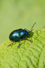 Dark green ladybug on a leaf