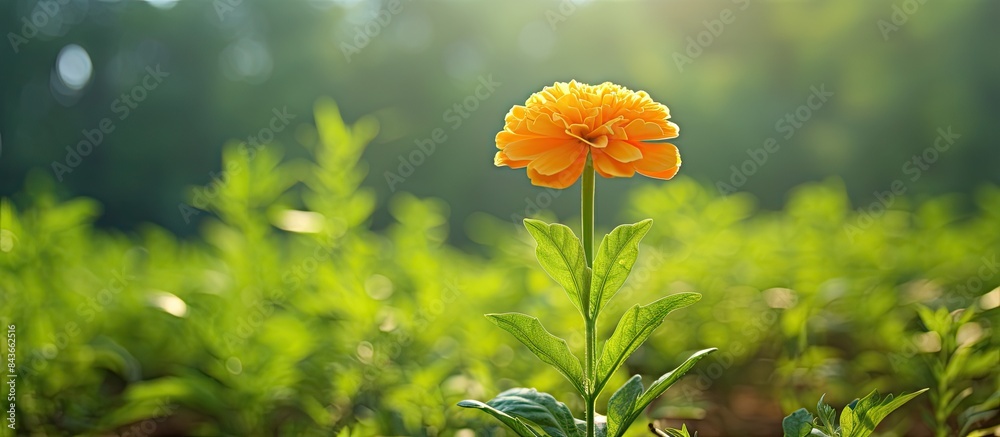 Poster a marigold flower in full bloom under the summertime sunlight set against a lush green background th