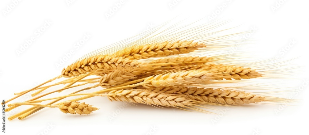 Poster ripe spikelets of rye isolated on white background copy space background