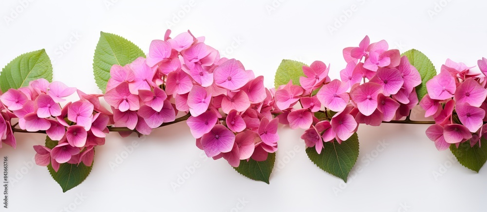 Poster a copy space image of hortensia flowers set against a plain white backdrop