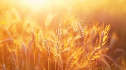 Abstract background of golden wheat ear in field with warm sunlight