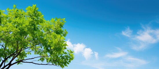 Obraz premium Closeup green tree in the garden with beautiful blue sky background with copy space