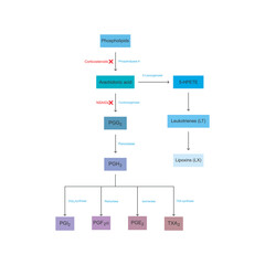Diagram showing biosynthesis of Prostaglandins from Arachidonic acid via enzymatic reaction - schematic molecular strcuture chemical illustration.
