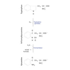 Diagram showing biosynthesis of Kynurenine from Tryptophan via enzymatic reaction - schematic molecular strcuture chemical illustration.