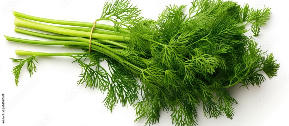 Poster fresh green dill top view on a white background space for writing. copy space available