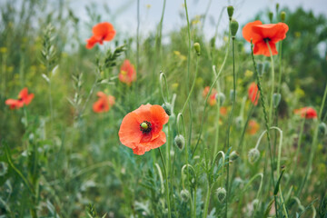 Maki ,Papaver L. © Marcin Łazarczyk