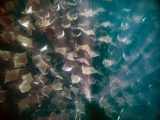 mobula ray aggregation