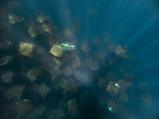 mobula ray aggregation