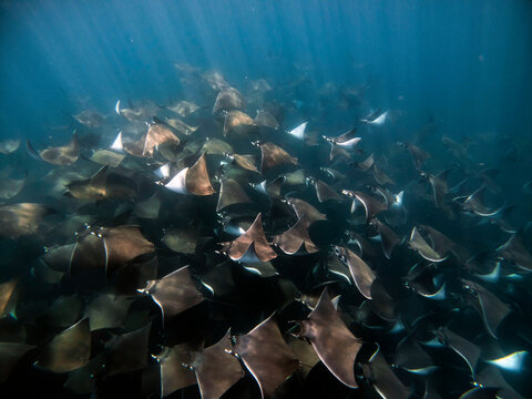 mobula ray aggregation