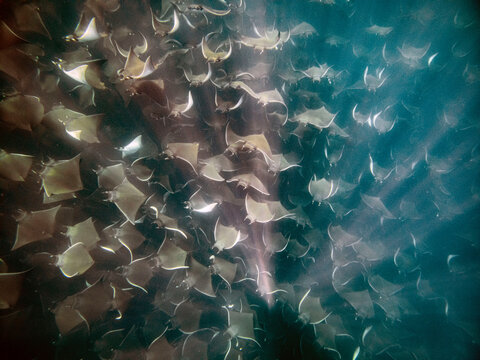 mobula ray aggregation