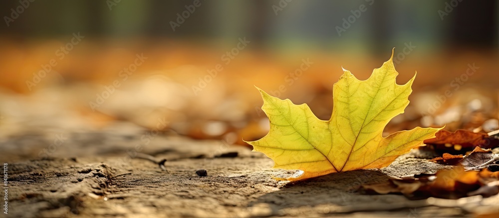 Poster dry sycamore tree leaf on the ground. copy space available