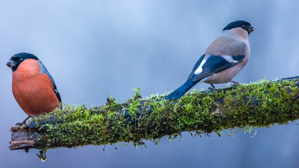 Gil zwyczajny Pyrrhula pyrrhula © Sawomir