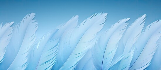 Feathers background light blue background with goose feather frame border Blue texture with copy space