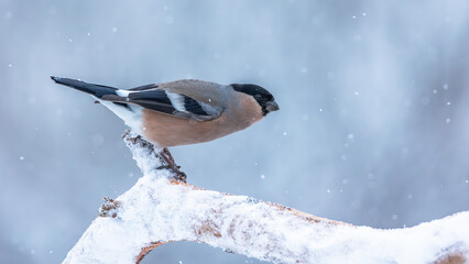 Gil zwyczajny Pyrrhula pyrrhula © Sawomir