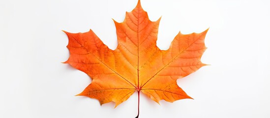 Obraz premium maple autumn leaf on white background. copy space available