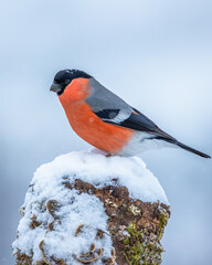 Gil zwyczajny Pyrrhula pyrrhula © Sawomir