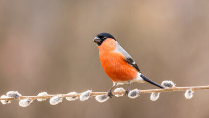 Gil zwyczajny Pyrrhula pyrrhula © Sawomir