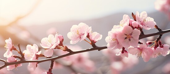 Beautiful sunlight effect on blooming pink almond flowers branch photo. copy space available