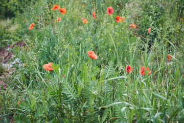 Fototapeta premium Maki ,Papaver L.