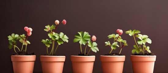 Gardening breeding background 5 flower pots with young sprouts of wild strawberry Garden plants...