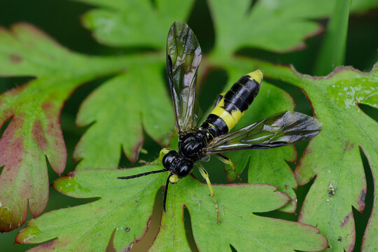 Blattwespe - Tenthredo temula