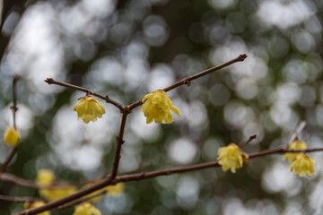 蝋梅の花