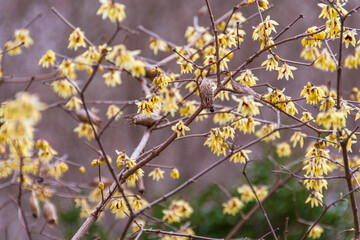 蝋梅の花