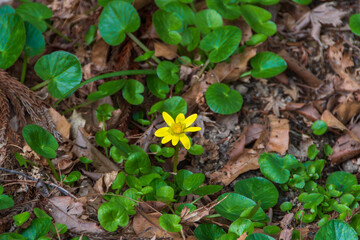 ヒメリュウキンカが咲いている