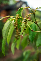 pepper on a tree