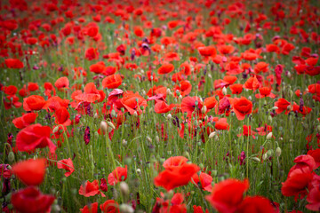 Amazing red flowers of poppy in the field. Czech republic, Europe.