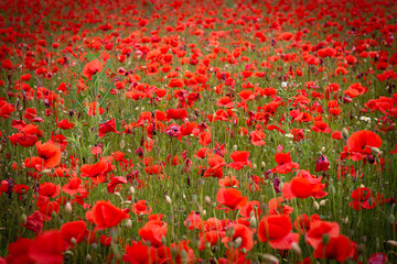 Amazing red flowers of poppy in the field. Czech republic, Europe.
