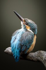 上空に映るは？