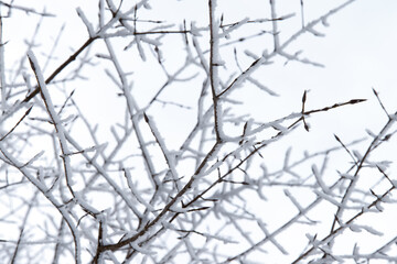 View of the frozen twigs with frost