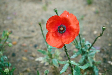 Mak ,Papaver L. © Marcin Łazarczyk