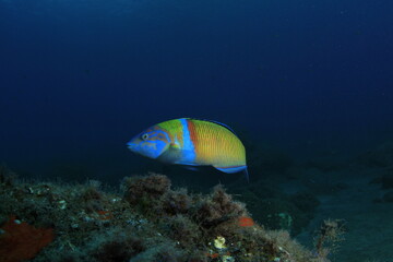 Brightly coloured fish swims along the reef where it lives on the seabed.