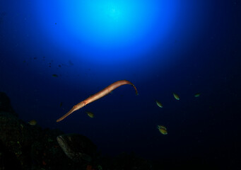 A trumpet fish surrounded by fish around the reef at the bottom of the sea.