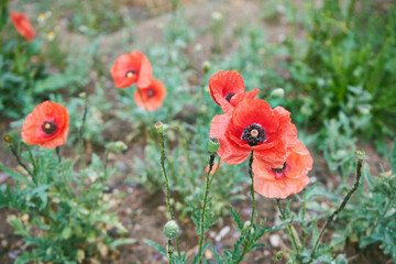 Obraz premium Maki ,Papaver L.