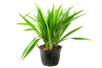 Vibrant Green Potted Plant on White Background - Fresh Indoor Foliage for Home and Office Decor, Perfect for Adding a Touch of Nature and Freshness to Any Space, Ideal for Gardening Enthusiasts